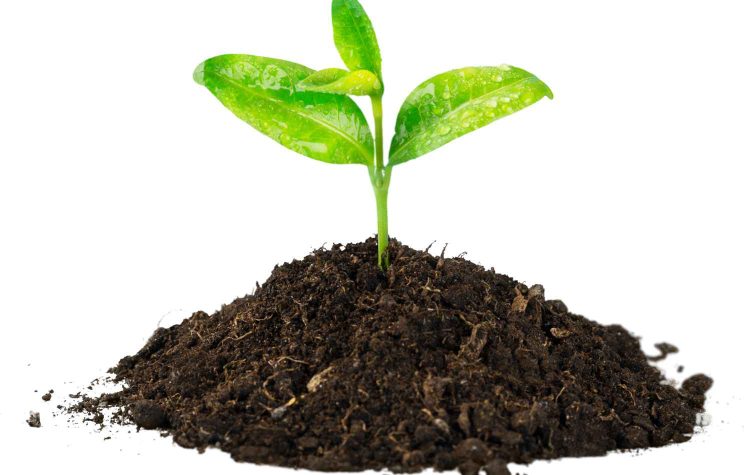 Plant Phenotyping